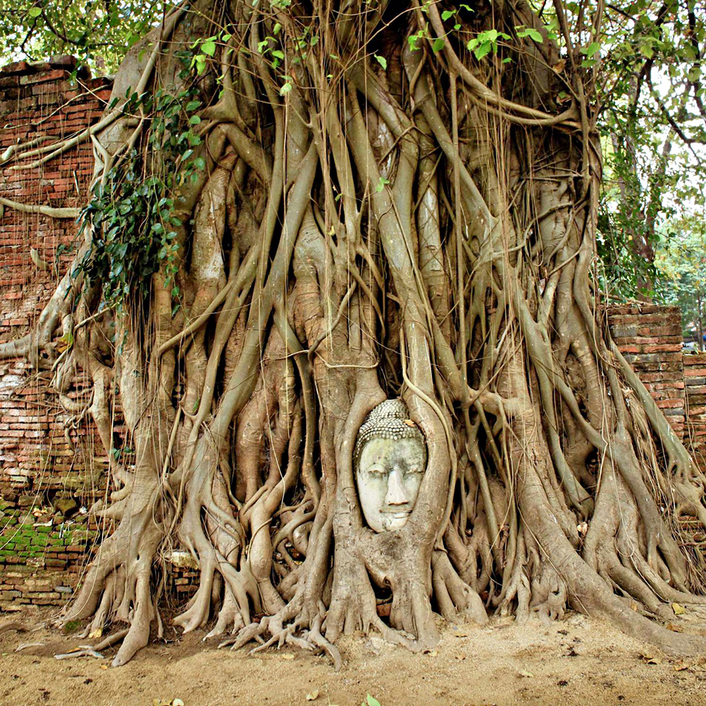 derevo bodhi derevo bodhi