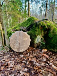 shamanskij buben puls zemli
