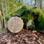 shamanskij buben puls zemli